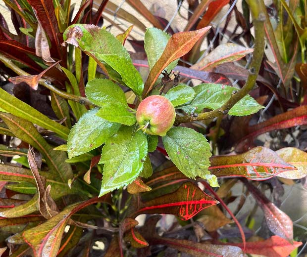 Cultivez en Toute Sérénité, Récoltez en Toute Confiance